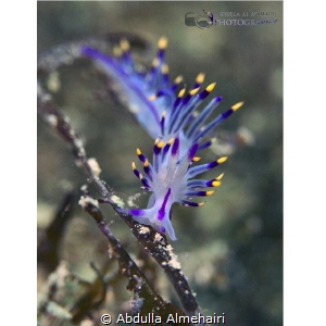 Nudibranch by Abdulla Almehairi 